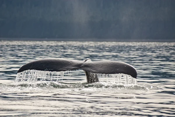 突背クジラの尾 — ストック写真