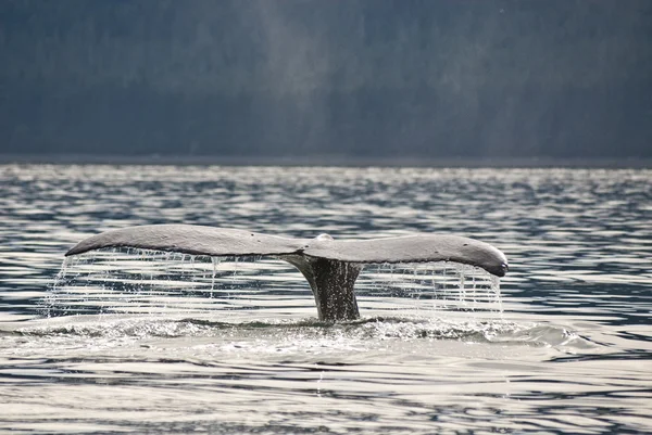 突背クジラの尾 — ストック写真