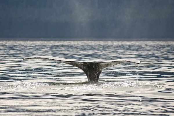 Queue de baleine à bosse — Photo