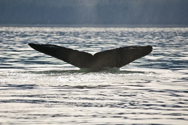 Cauda de baleia jubarte — Fotografia de Stock
