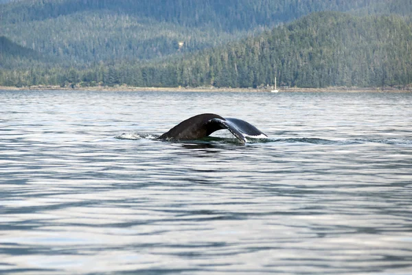 Knölval svans — Stockfoto