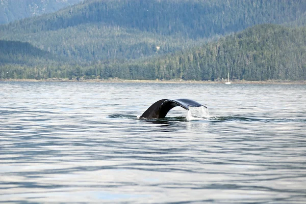突背クジラの尾 — ストック写真