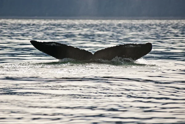 突背クジラの尾 — ストック写真