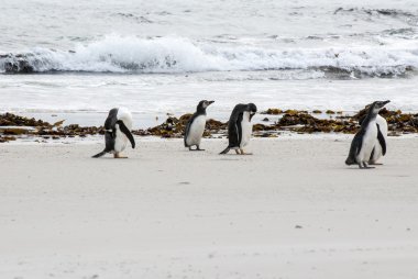 Macellan penguenleri sahilde