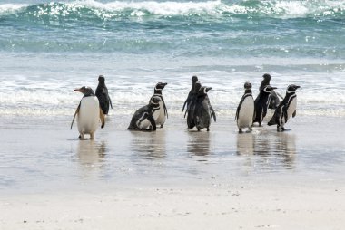 Penguenler - magellan ve gentoo sahilde