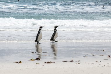 Macellan penguenleri sahilde