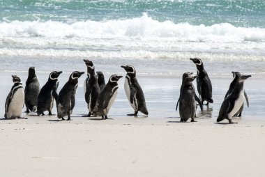 Macellan penguenleri sahilde