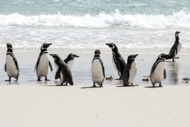Macellan penguenleri sahilde