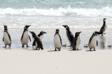 Magellanic Penguins on the beach clipart