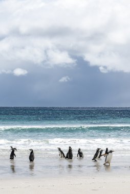 Falkland Adaları - manzara ve sahilde penguenler