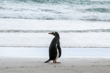 arkasında seyir gentoo pengueni