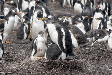 İki piliçle Gentoo pengueni