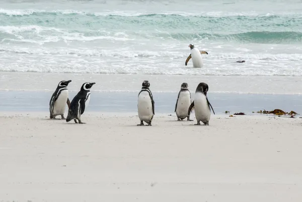 Falklandsöarna - magellanska pingviner på stranden och gentoo i bakgrunden — Stockfoto