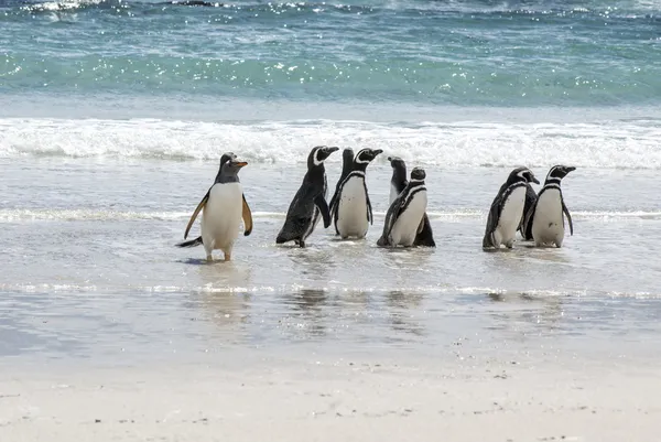 Penguenler - magellan ve gentoo sahilde