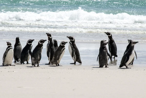 Магеллановские пингвины на пляже — стоковое фото