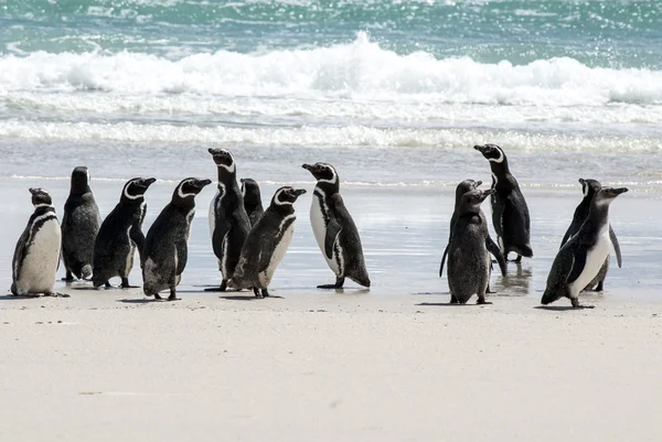 Macellan penguenleri sahilde