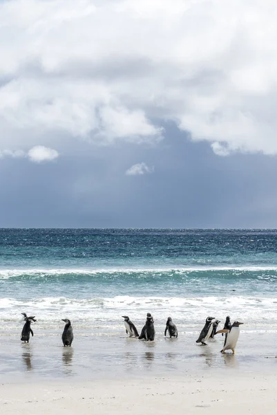 Falkland Adaları - manzara ve sahilde penguenler — Stok fotoğraf