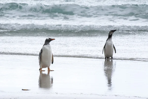 Pinguim Gentoo e Pinguim-de-Magalhães na praia — Fotografia de Stock