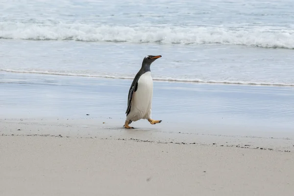 Orgulhoso de ser um pinguim gentoo — Fotografia de Stock