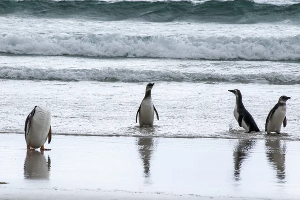 Pinguïns - Magellan en Gentoo — Stockfoto