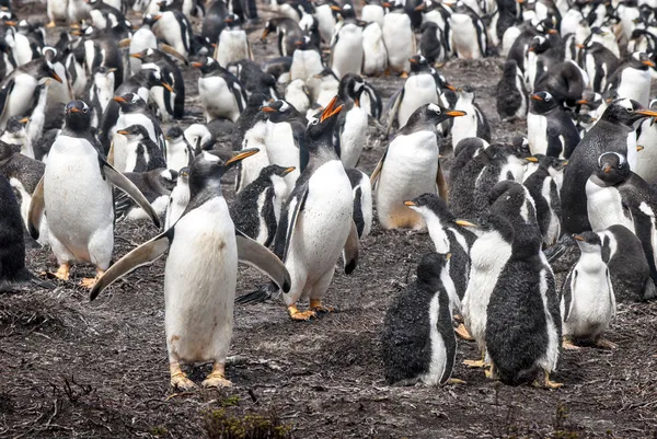Gentoo-Pinguin — Stockfoto