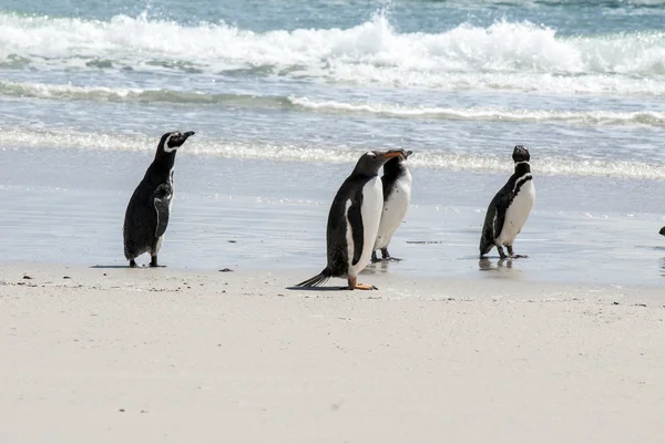 Pingviner - Magellan och Gentoo Stockfoto