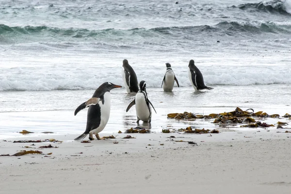 Gentoo Penguin Versus Magellanic Penguin - I Am Bigger ! Stock Picture