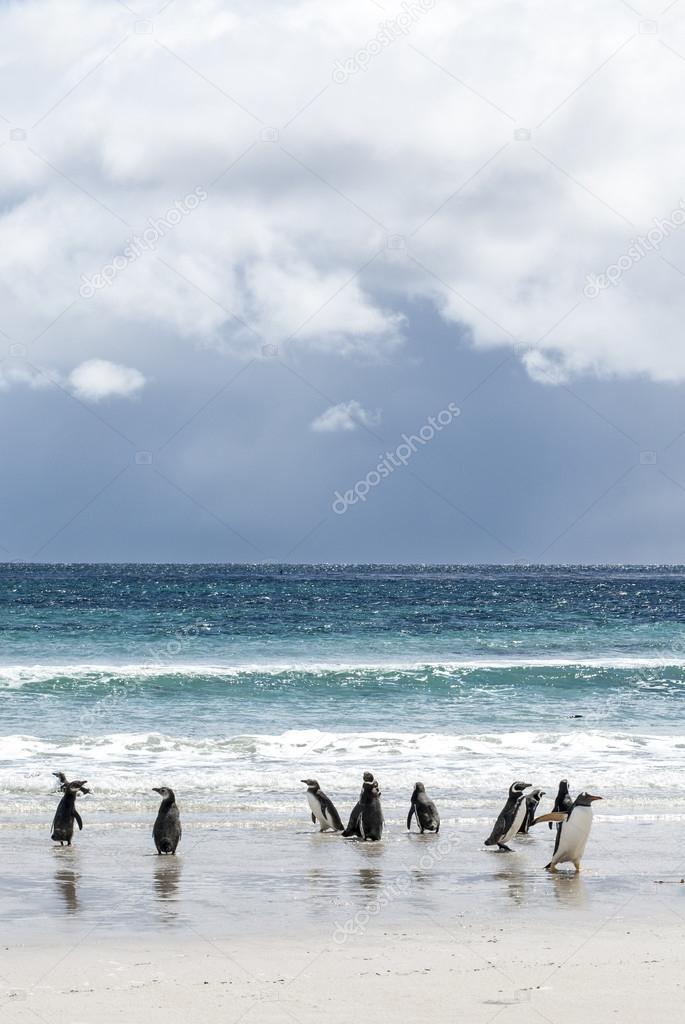 Falkland Islands - Landscape And Penguins On The Beach