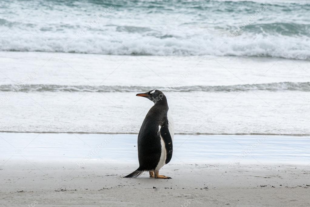 Gentoo Penguin looking behind
