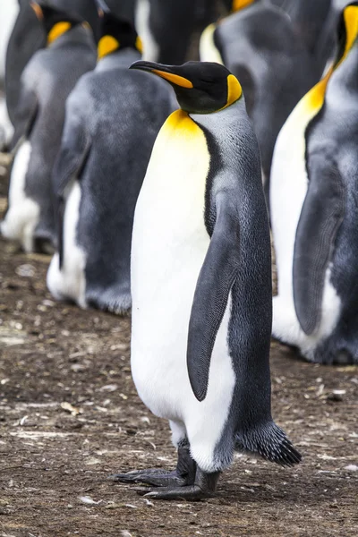 Koning pinguïn - falkland eilanden — Stockfoto