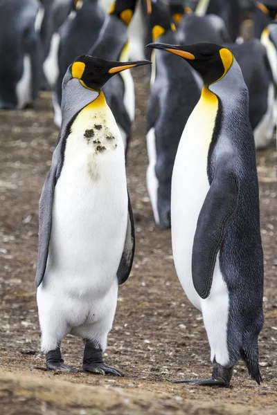 Para król pingwiny — Zdjęcie stockowe