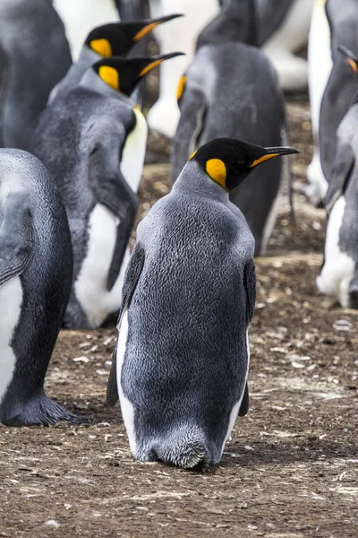 福克兰群岛-国王企鹅 — 图库照片