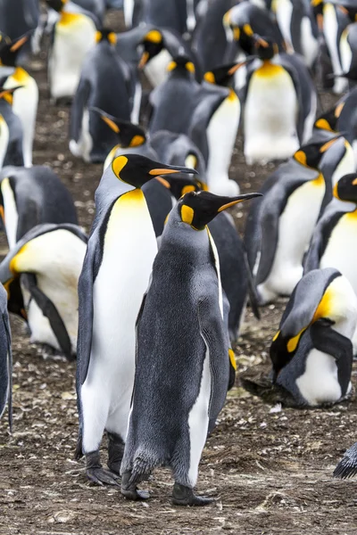 Par de pingüinos rey - Islas Malvinas — Foto de Stock