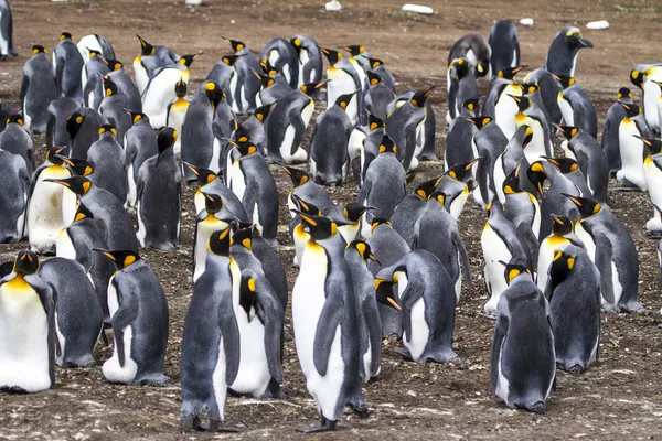 Kolonie der Königspinguine — Stockfoto