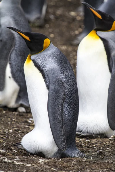 国王企鹅-福克兰群岛 — 图库照片