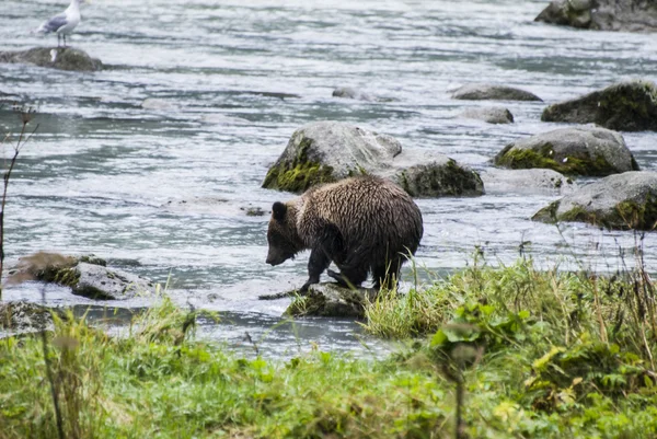 Alaska - Orso bruno bambino cattura un pesce — Foto Stock