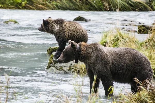 Brown Bear - Mother Teach Cub To Catch Fish — Stock Photo, Image