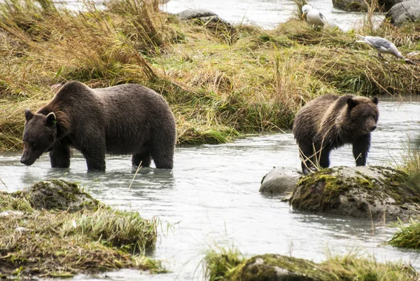 Urso castanho - Mãe Teach Cub para pegar peixes — Fotografia de Stock