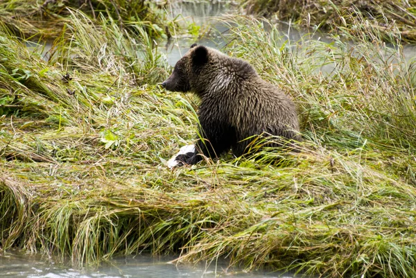 Baby Braunbär - leckeres Mittagessen — Stockfoto