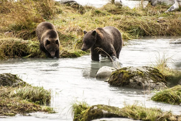 Brown bear - moeder leren cub om vis te vangen — Stockfoto