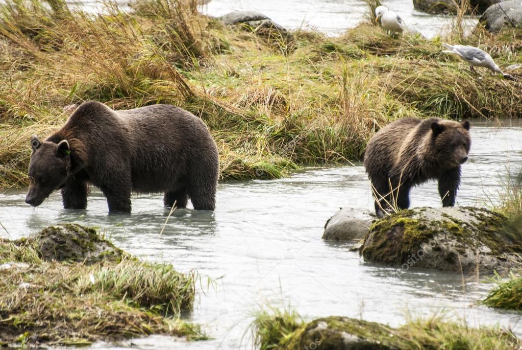 Brown Bear - Mother Teach Cub To Catch Fish