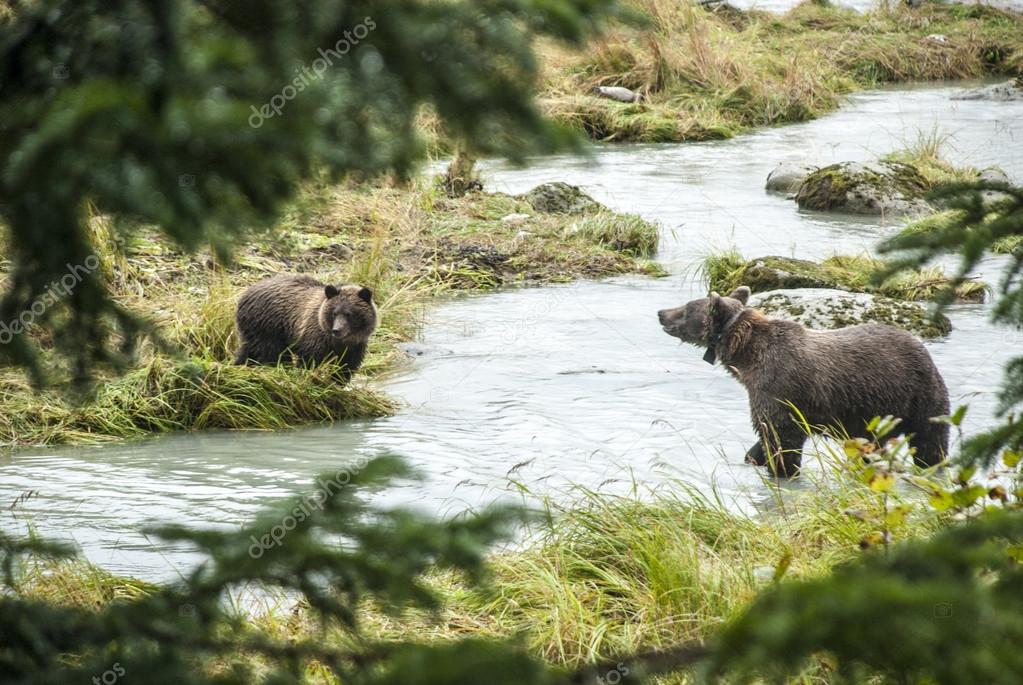 Brown Bear - Mother With Young Fishing