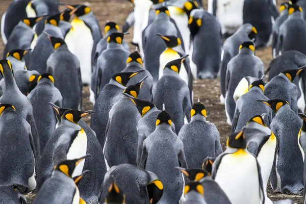 Colónia de pinguins-rei em Bluff Cove — Fotografia de Stock