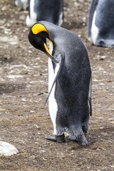 Rei Pinguim Ocupado  ! — Fotografia de Stock