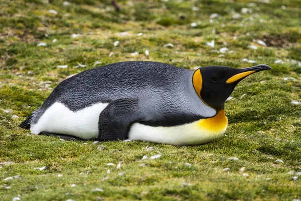 King Penguin-efter lunch... Siesta ! — Stockfoto