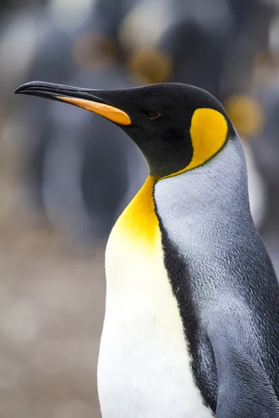 Kral penguen - profil — Stok fotoğraf