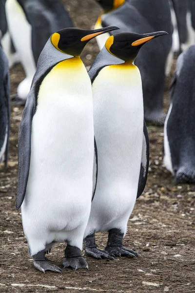 Kung pingvin - par drömmer framtid — Stockfoto