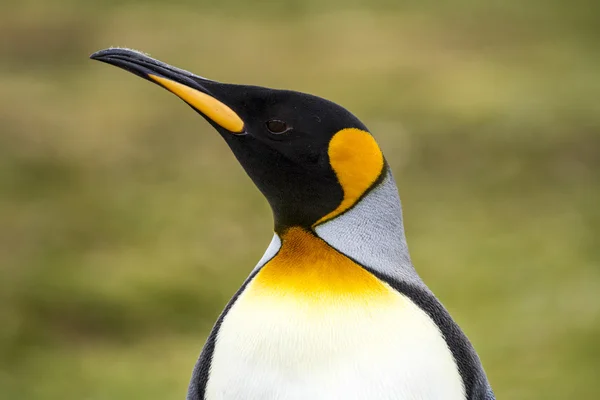 Kung pingvin - närbild — Stockfoto