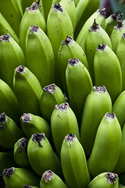 Nature's Garden - Green Bananas Stock Picture
