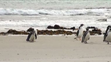 Penguenler - Macellan ve Gentoo